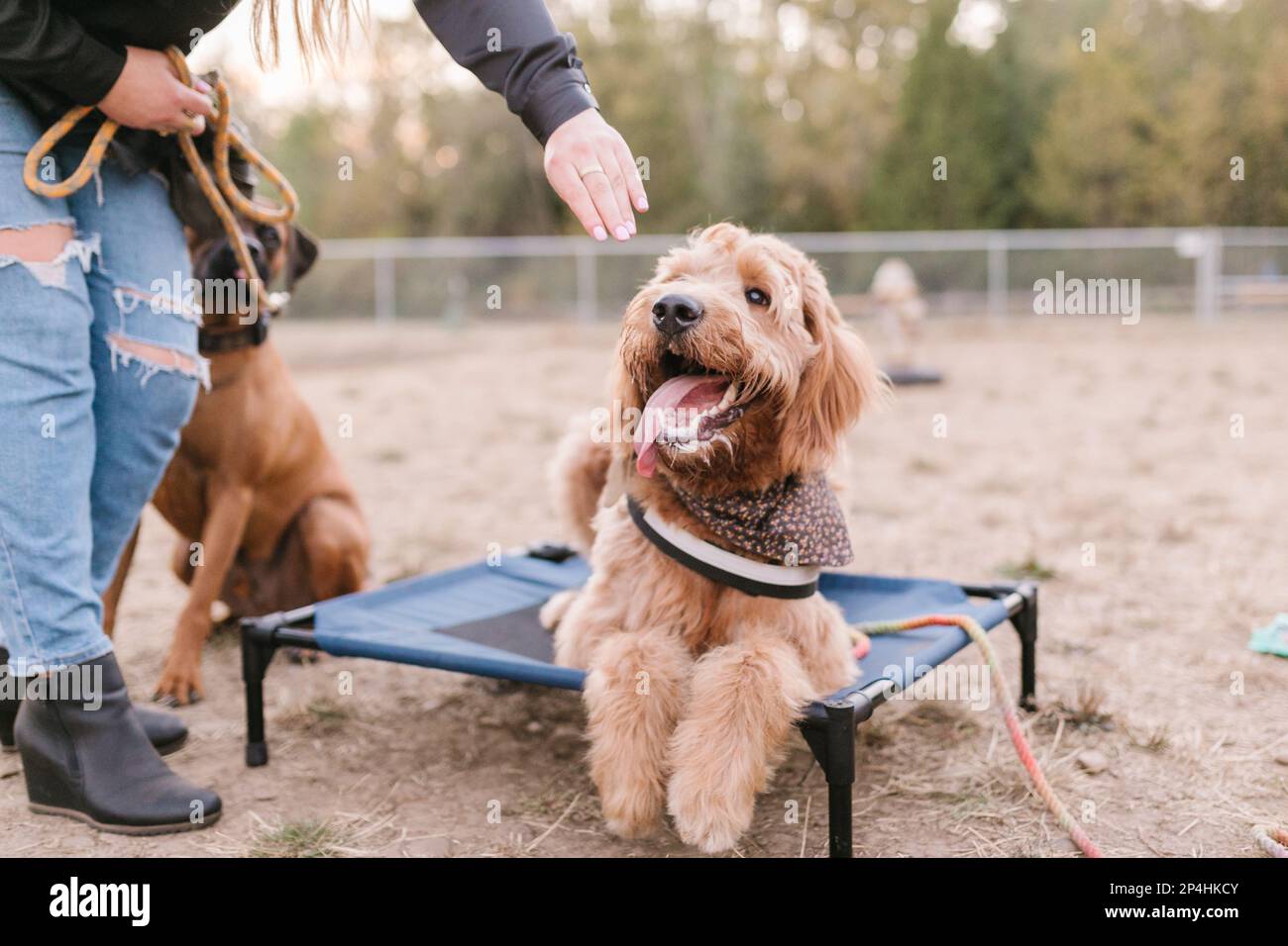 Happy Doodle mix dog laying on place mat getting a treat Stock Photo
