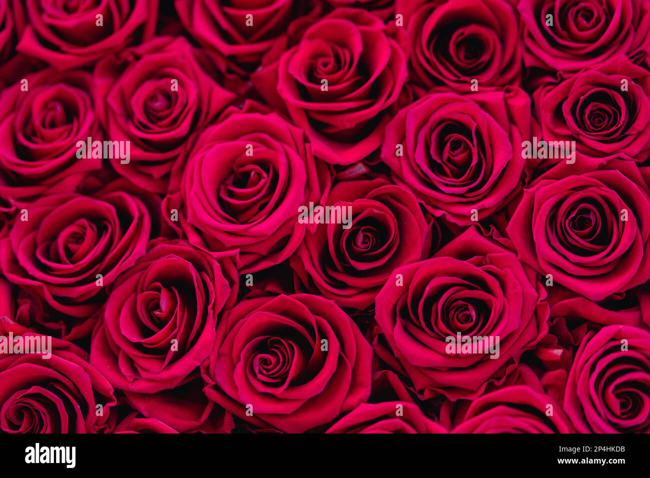 red roses background romantic love Stock Photo