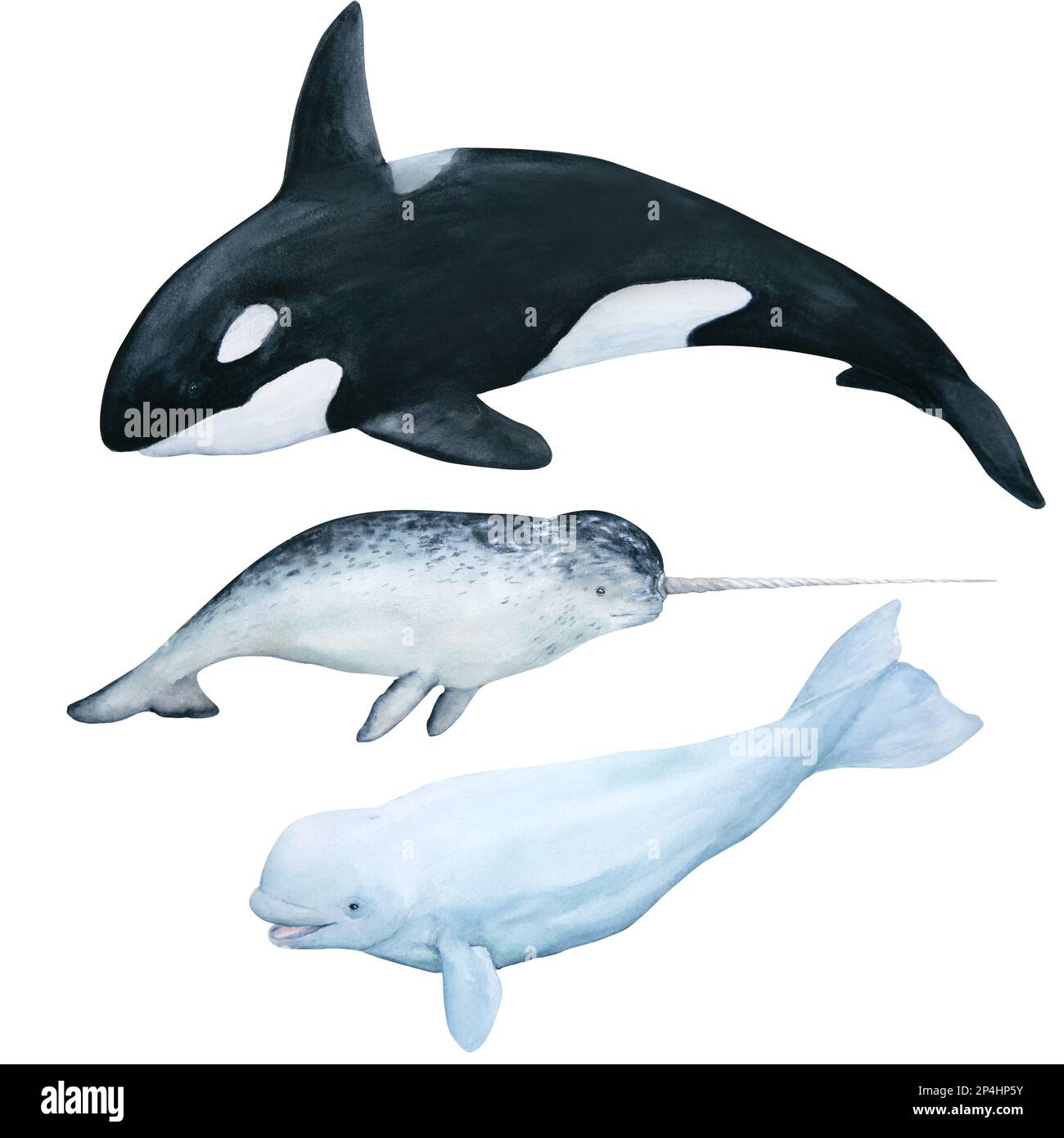 Orca or killer whale, White wale, Narwhal watercolor illustration