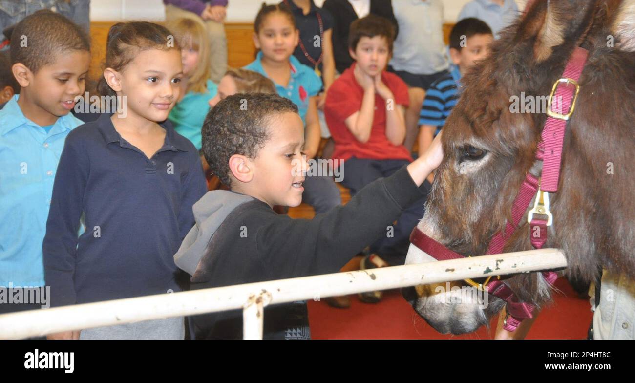 Kindergarten students at Arthur Street Elementary School pet Honeybun, a 25yearold donkey on