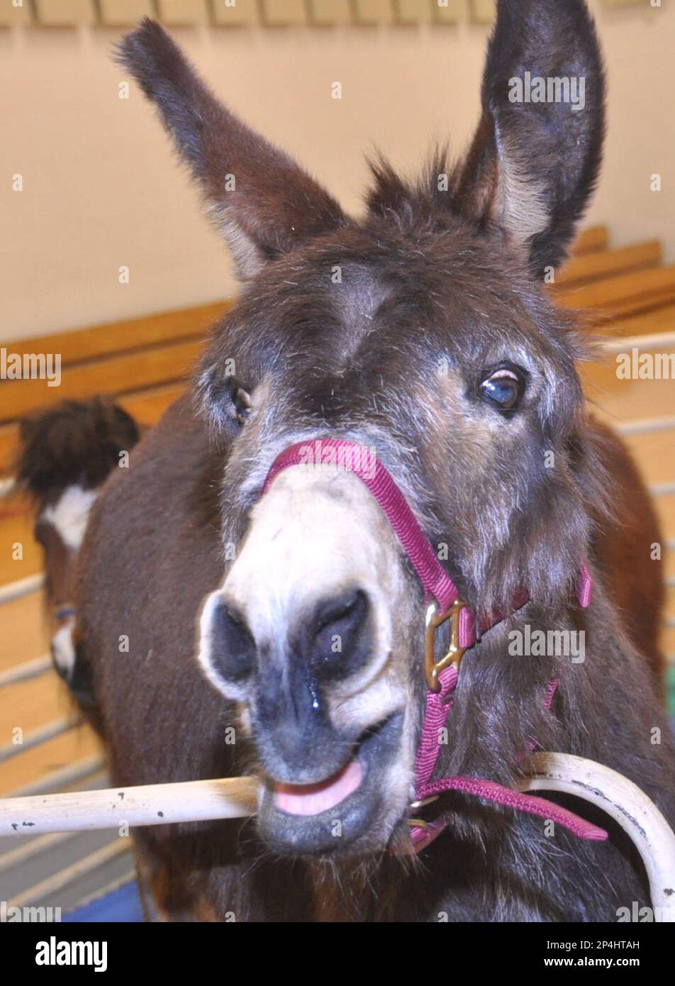Honeybun, a 25year old donkey, visits the Arthur Street Elementary School on Friday, April 11