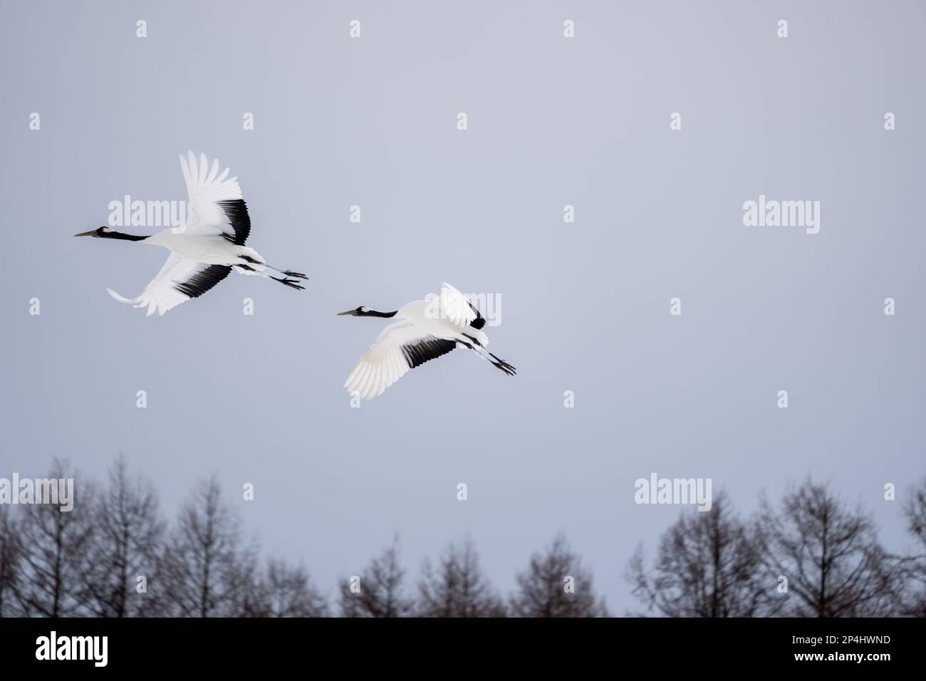 Red crowned crane flying sunset hi-res stock photography and images - Alamy