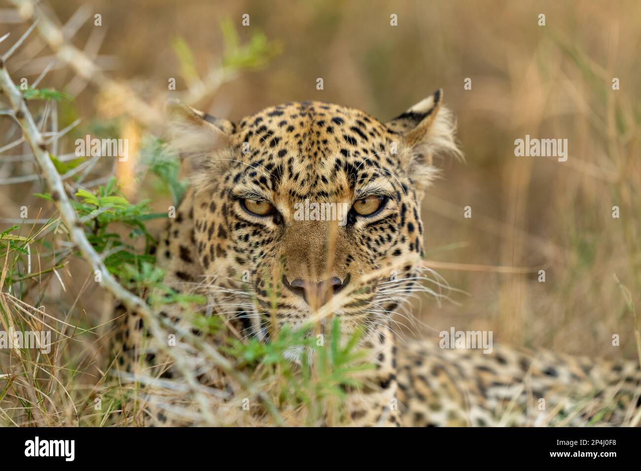 Leopard hiding behind a branch in uganda queen Elizabeth national park Stock Photo