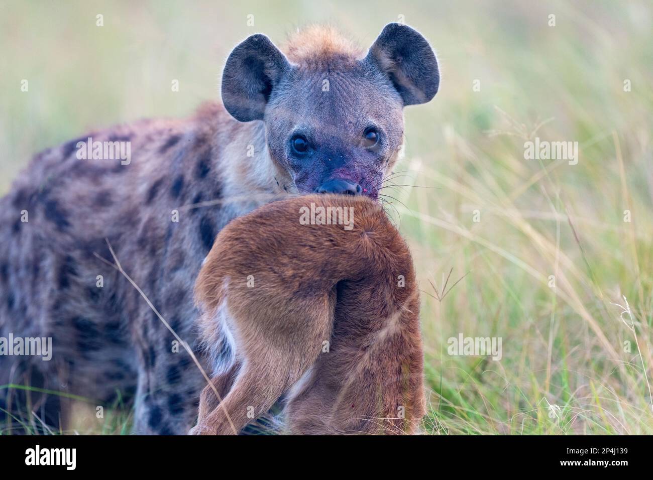 Hyena with bloody mouth in Ishasha in Queen Elizabeth national park in uganda with prey Stock Photo