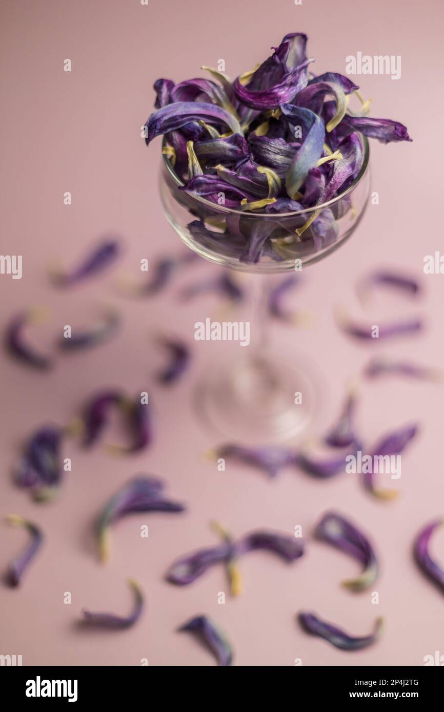 Purple dried tulip petals in champagne glass Stock Photo Alamy