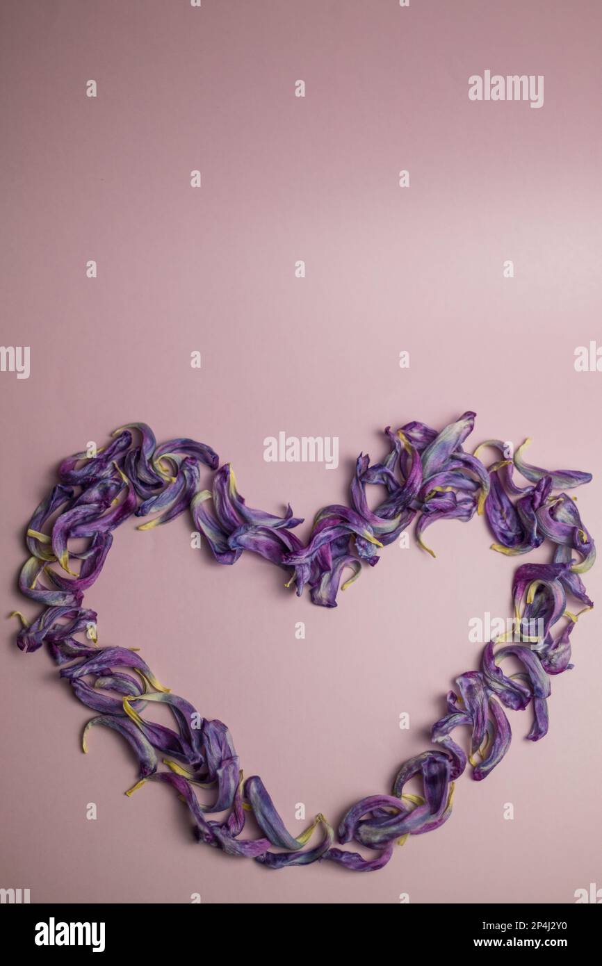 Dried purple tulip petals heart Stock Photo Alamy