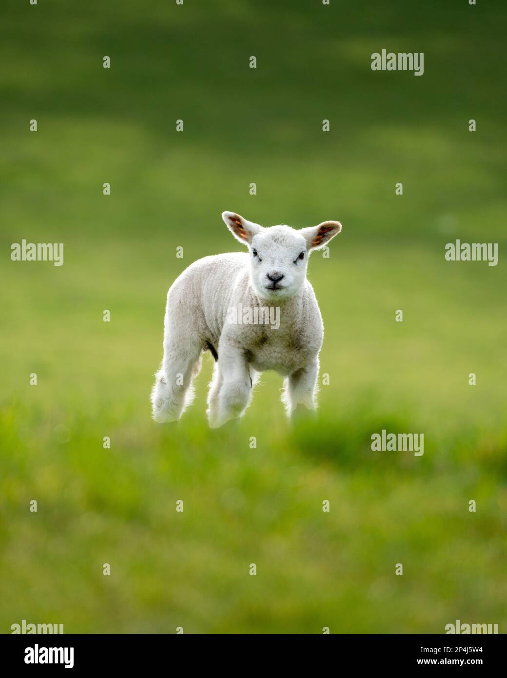 An adorable baby lamb standing in a green field looking into the camera ...