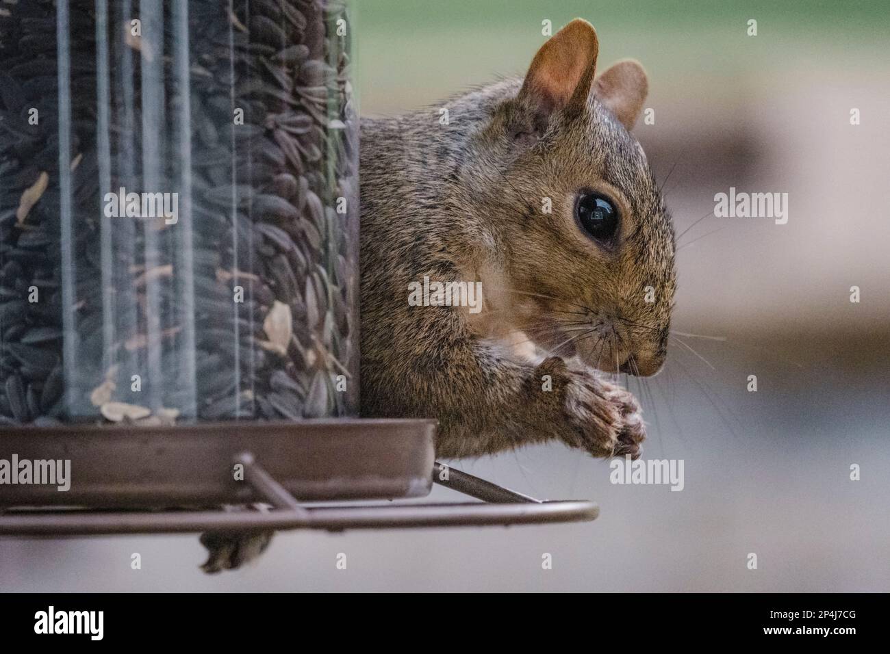Close Up Of Grey Squirrel Eating Bird Seed Stock Photo Alamy