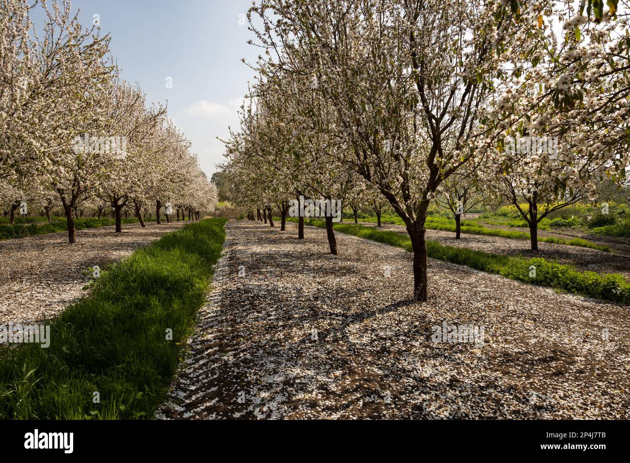 Almond trees blossom in an almond orchard Stock Photo Alamy