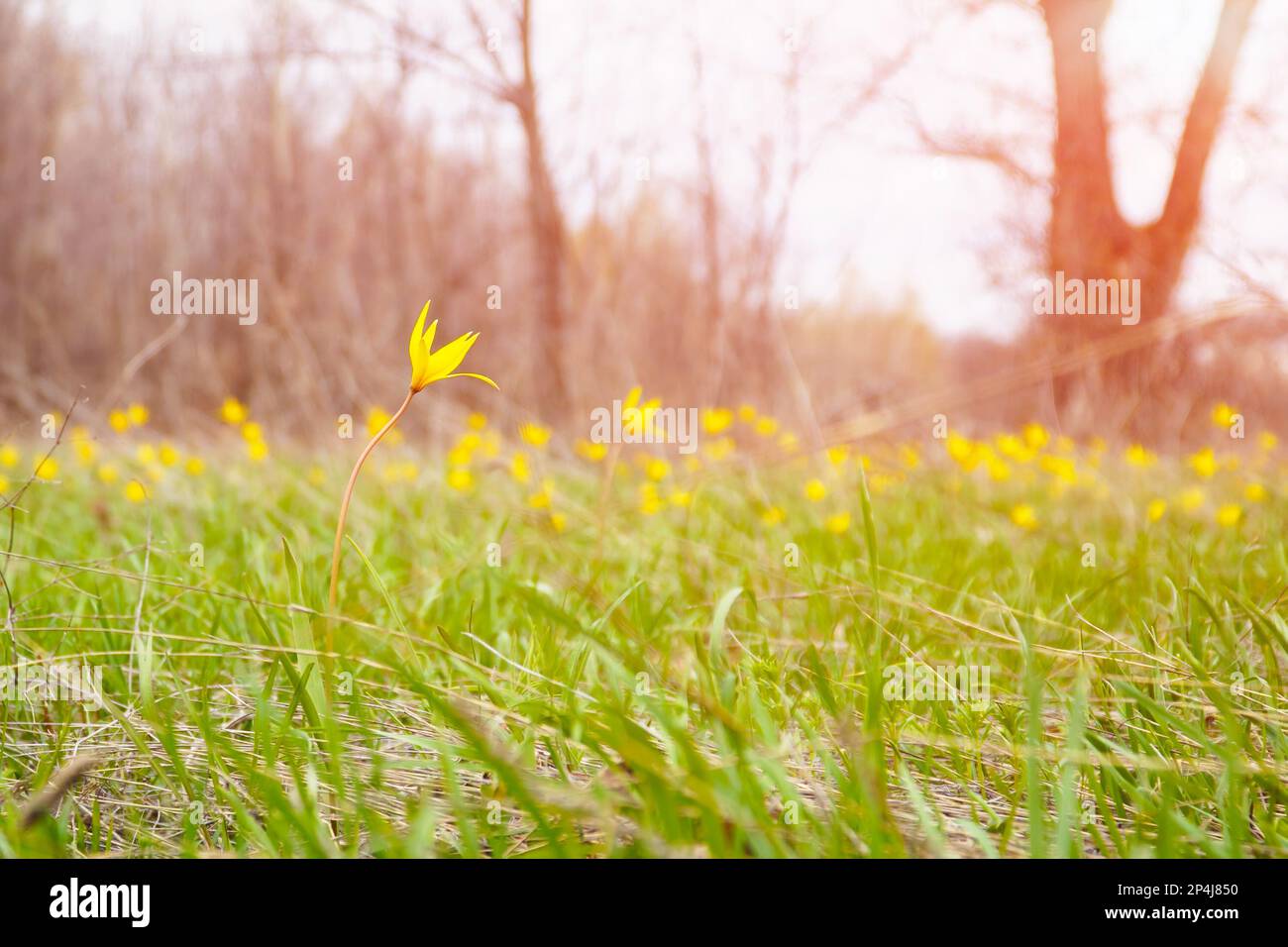 A yellow wild tulips in a green meadow in sunlight Stock Photo