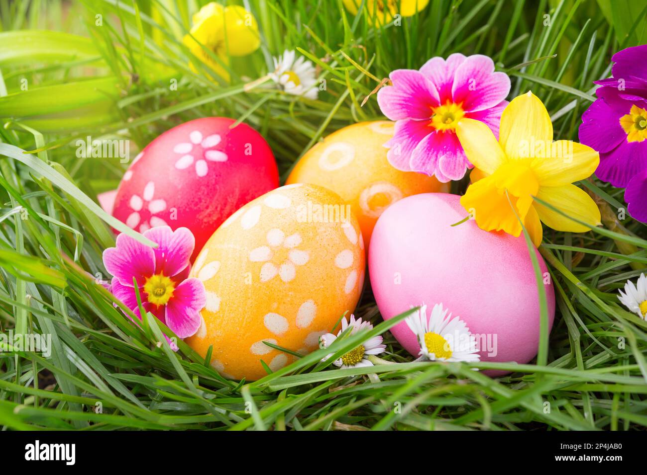 Colorful Easter eggs hided between green grass and spring flowers in ...