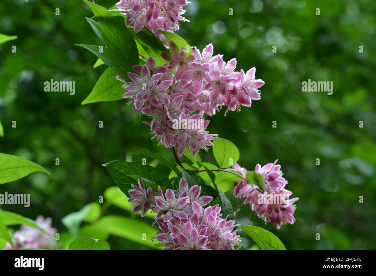 Pink and white flowers Stock Photo