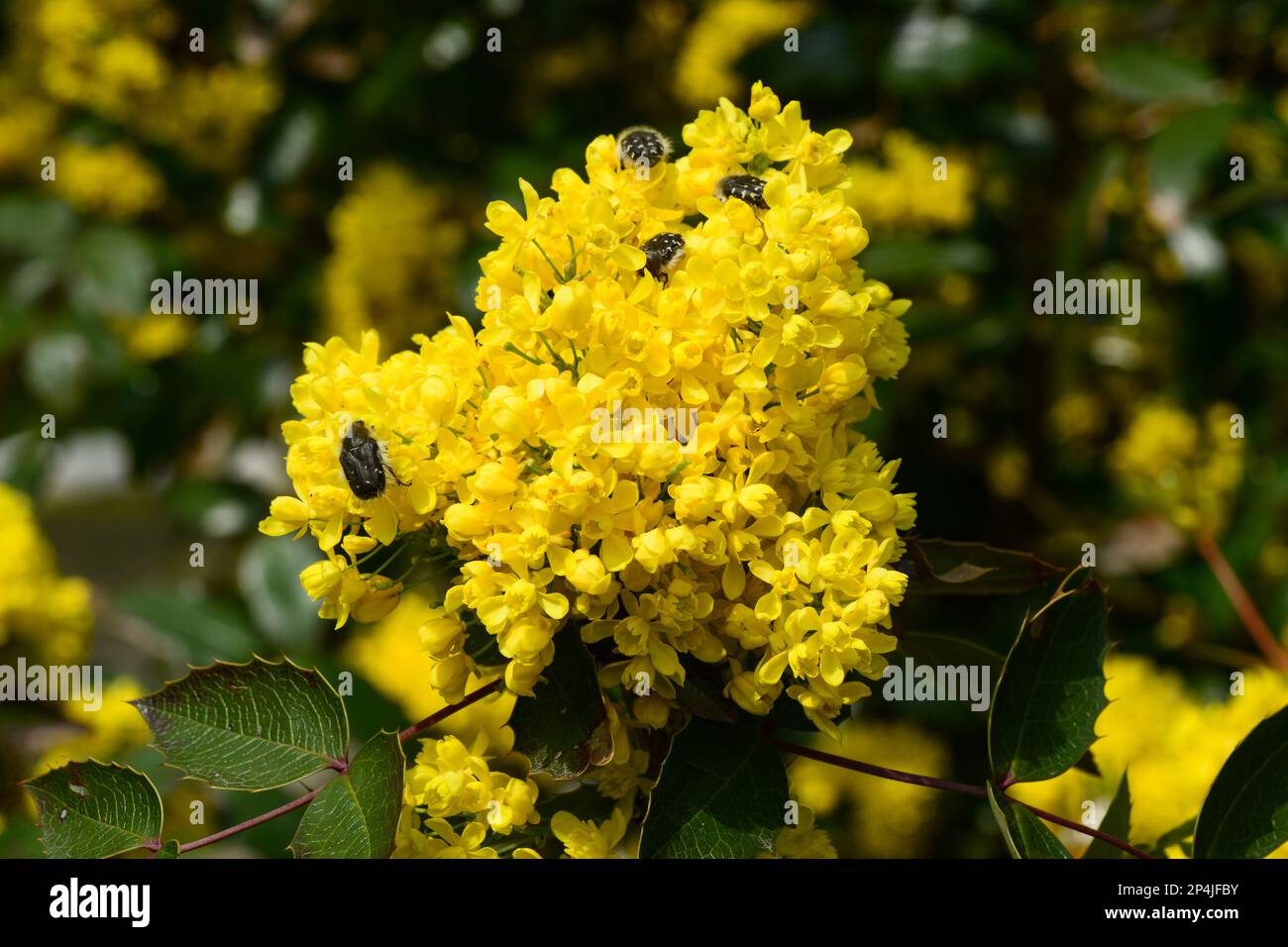 Yellow flowers of mahonia holly , ornamental shrub. Stock Photo