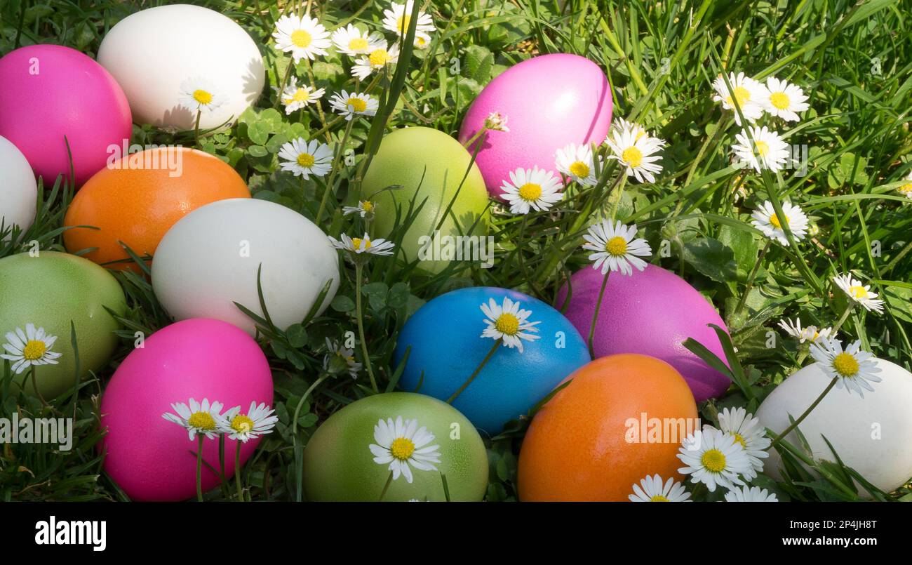 Easter eggs in the grass with daisies Stock Photo