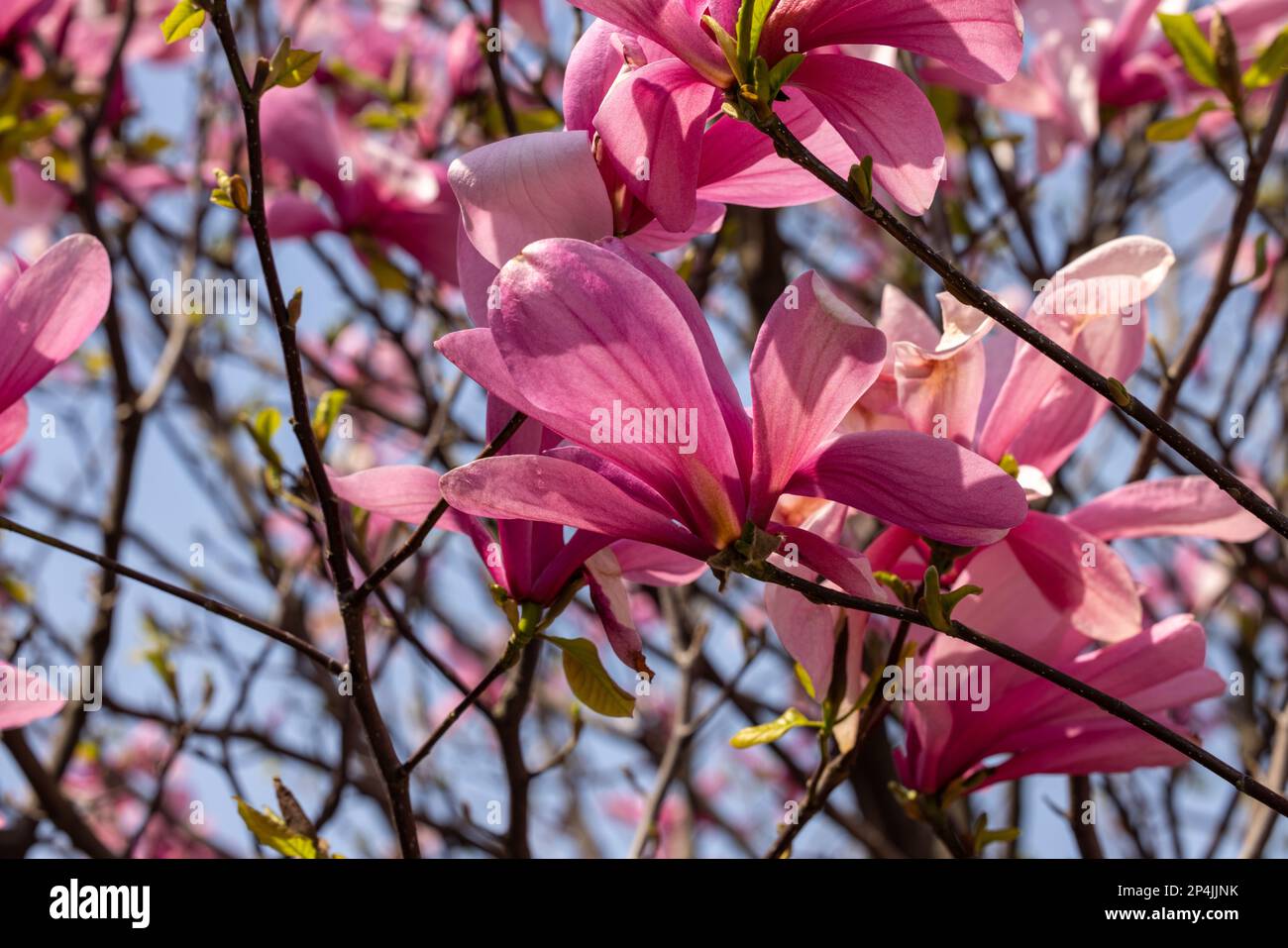 Beautiful magnolia tree blossom in spring. Pink magnolia flowers on a ...