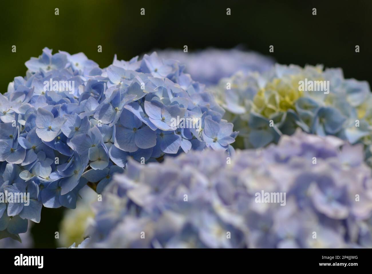 Purple and blue flowers Stock Photo