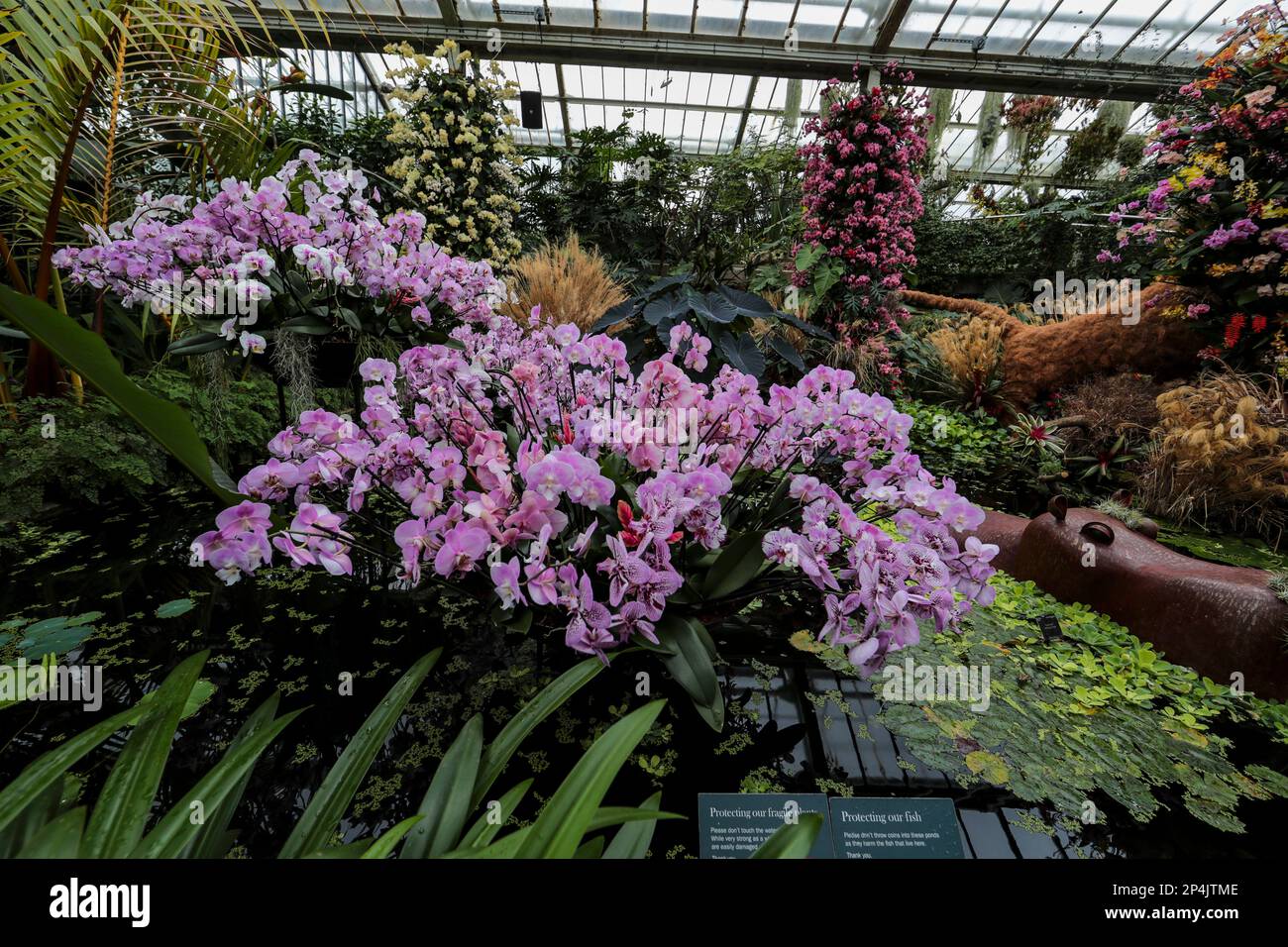 orchid-festival-kew-gardens-london-stock-photo-alamy