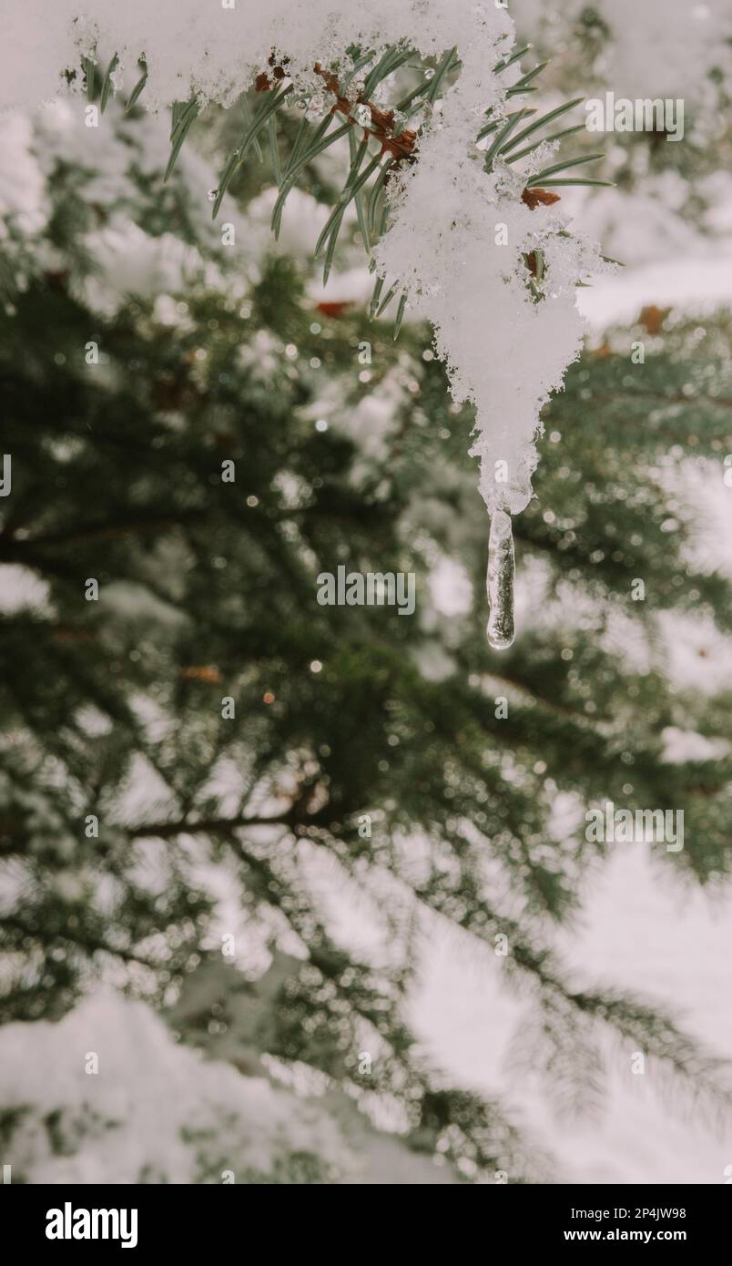 Pine tree covered in snow in the winter Stock Photo - Alamy