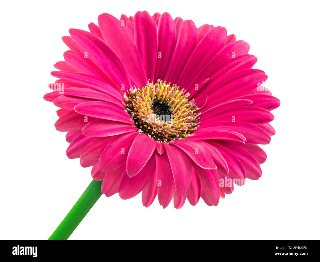 Pink Gerbera flower isolated on white background Stock Photo