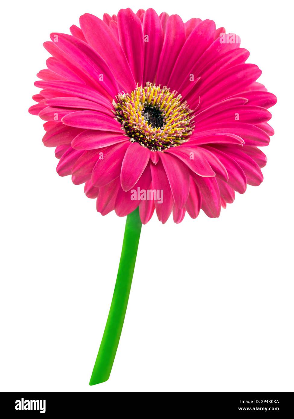 Pink Gerbera flower isolated on white  background Stock Photo
