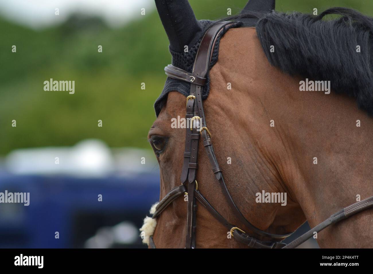 Horse side eye shot Stock Photo - Alamy
