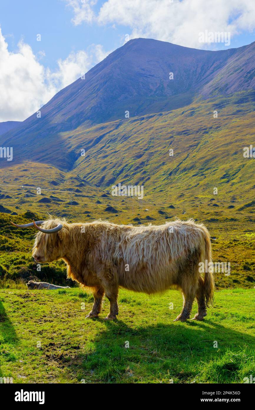 View of a Highland Cow in the Isle of Skye, Inner Hebrides, Scotland ...