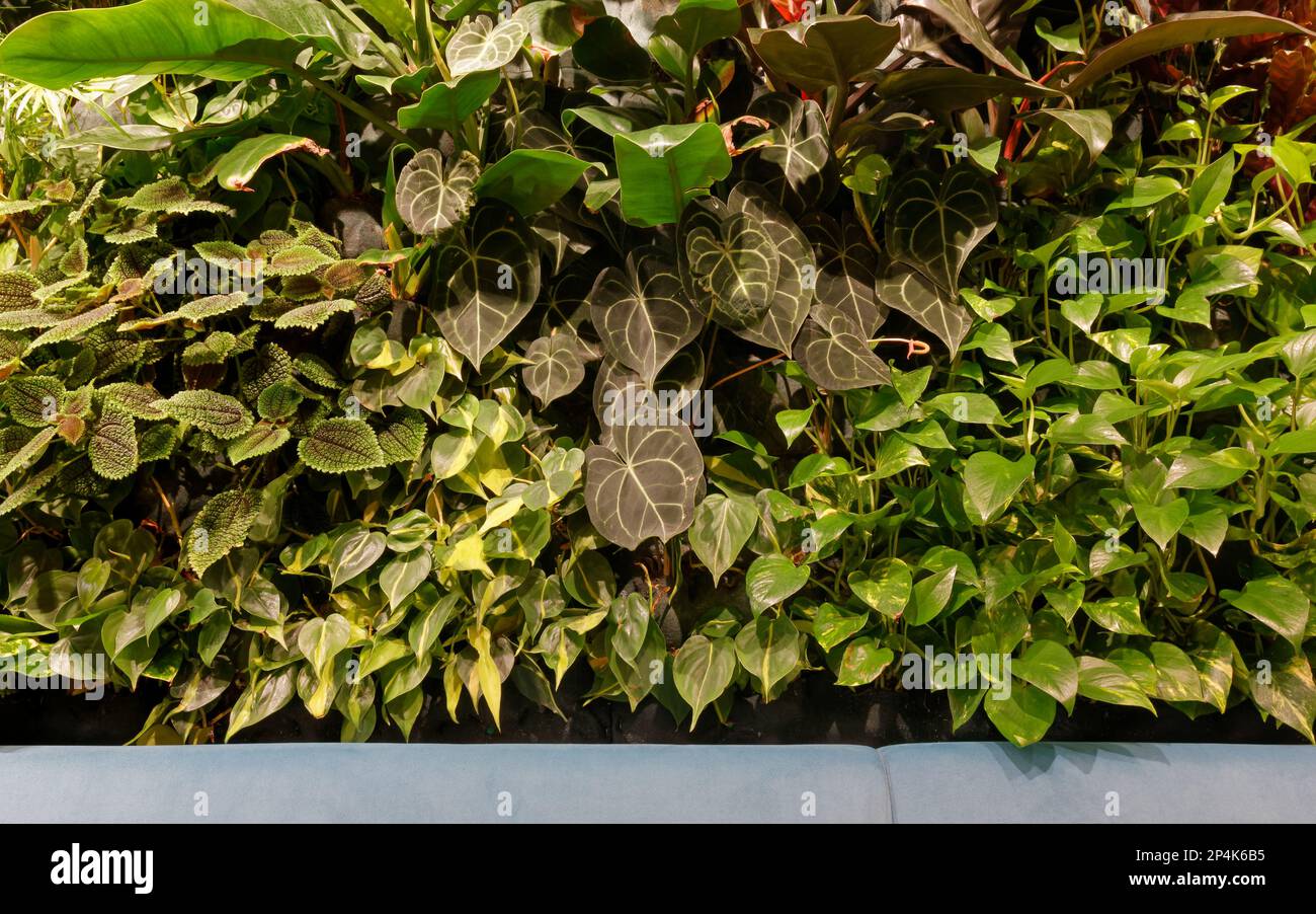 Interior wall covered by various plants grown in hydroculture Stock Photo