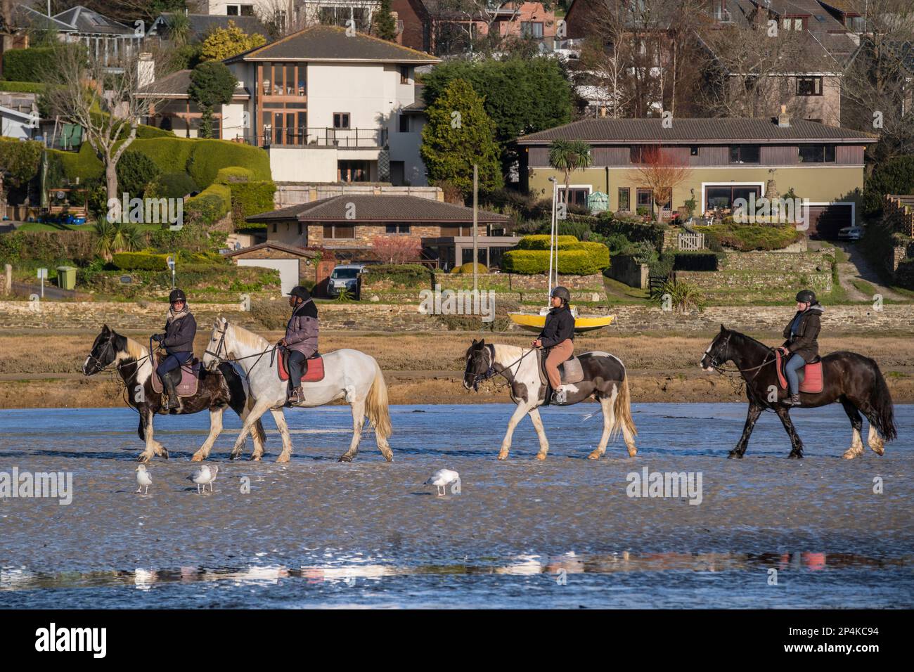 Horse riders riding along the Gannel River in Newquay in Cornwall in