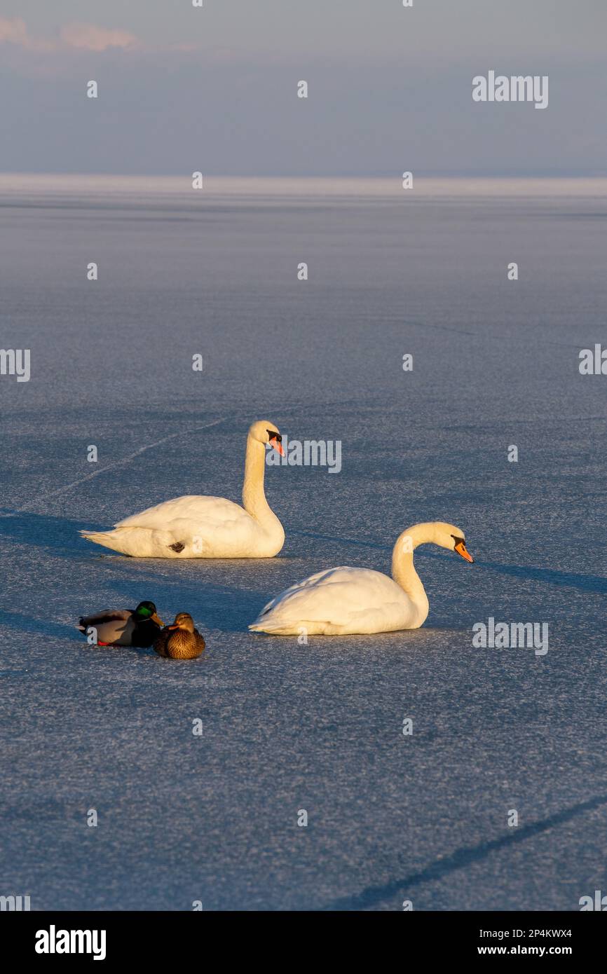 Lonely mute swans in winter on the lake Balaton, Hungary Stock Photo