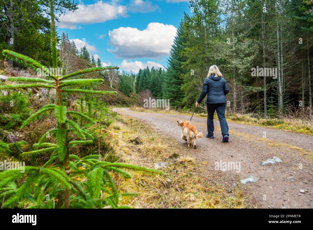 A walker at Abriachan Forest Trails near Drumnadrochit in Scotland Stock Photo