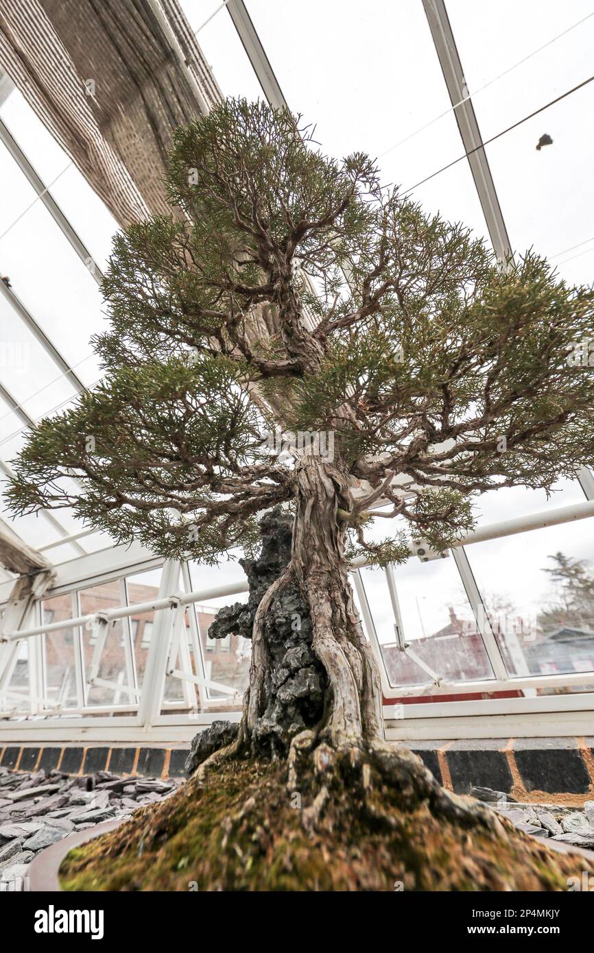 Bonsai tree, Kew Gardens, London Stock Photo - Alamy