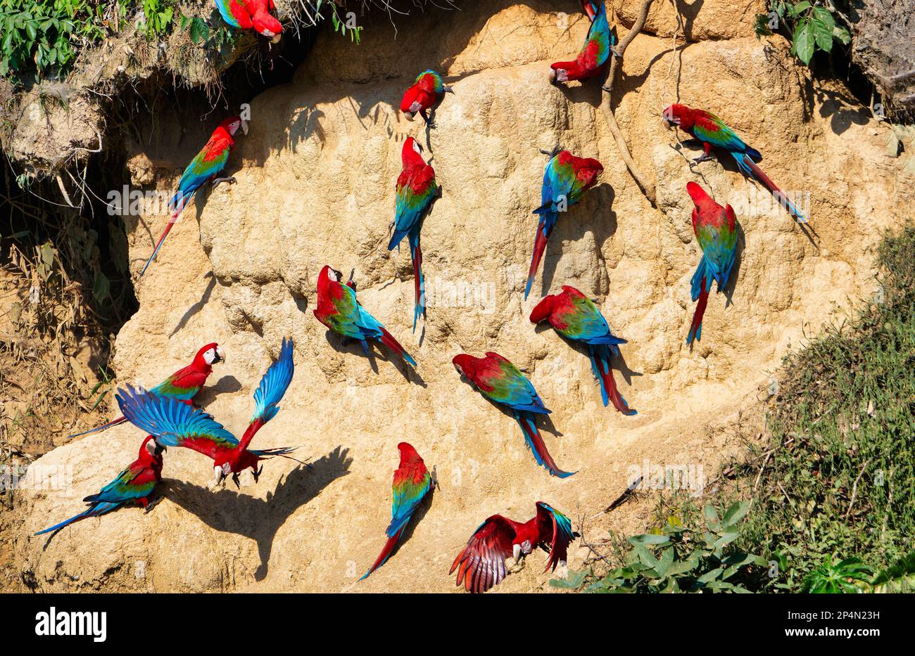 Red-and-green Macaws (Ara chloropterus) at clay lick, Manu National Park, Peruvian Amazon, Peru Stock Photo