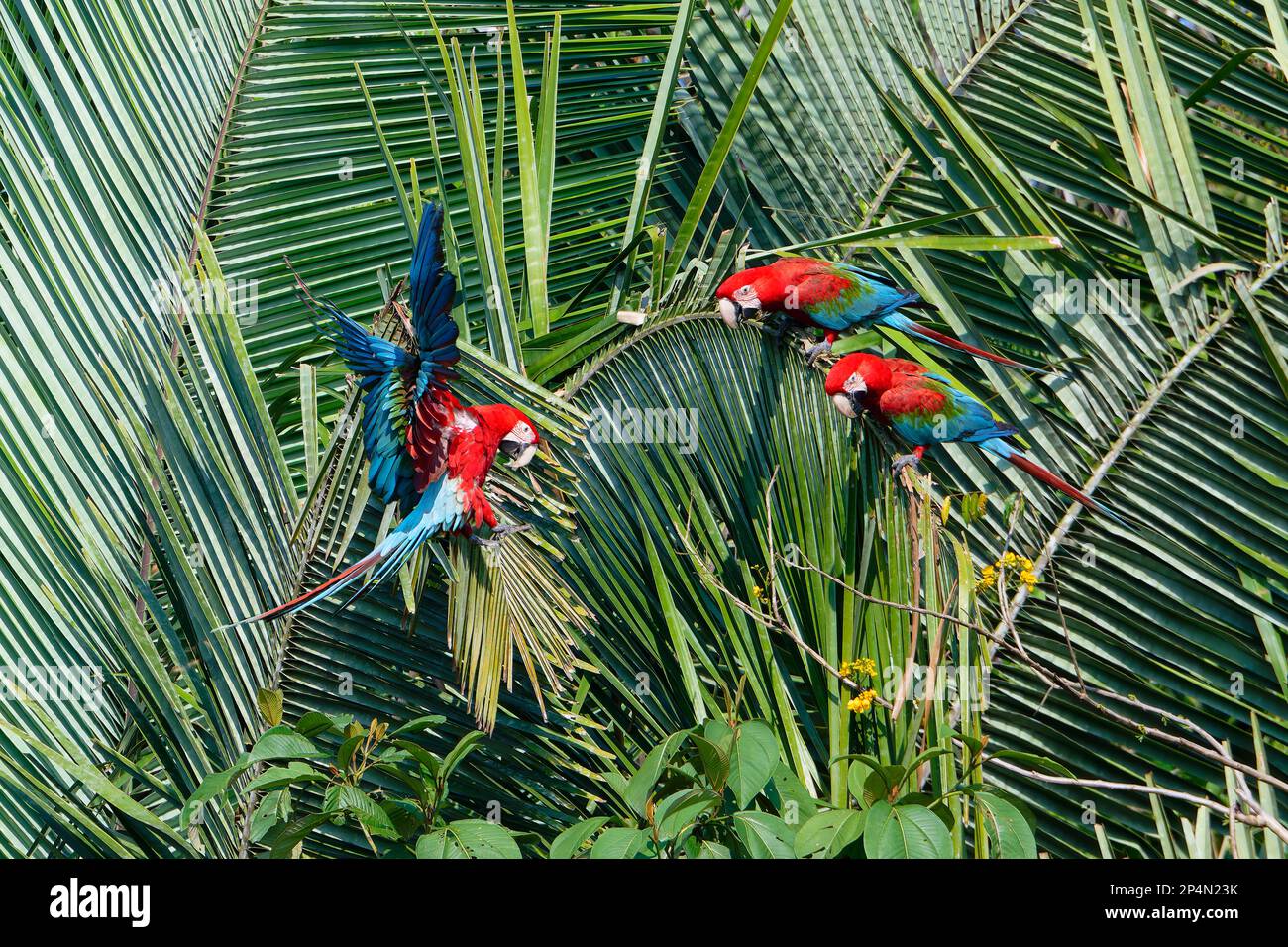 Red and green Macaws Ara Chloropterus On Palm Tree Branches Manu 