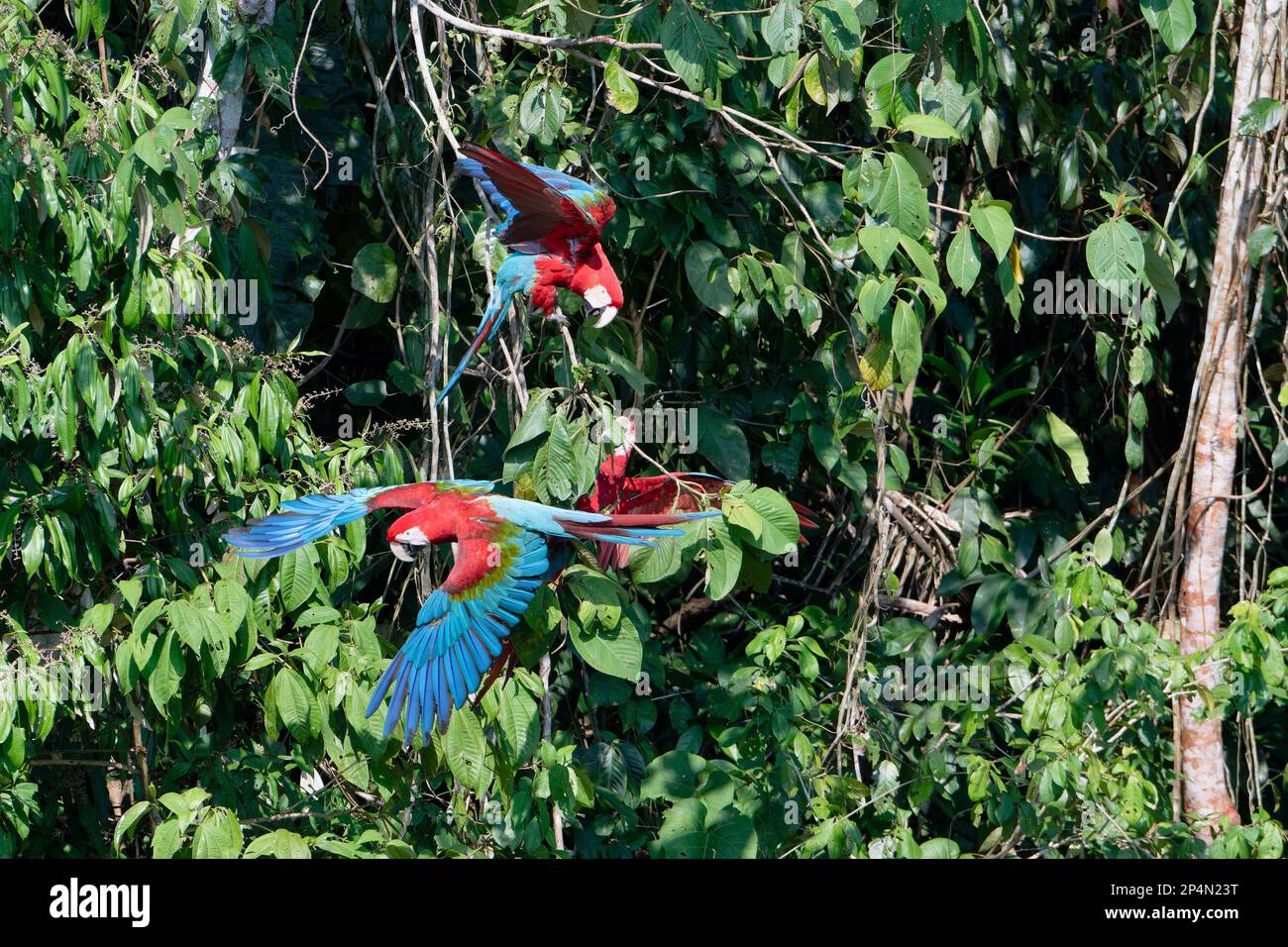 Red-and-green Macaws (Ara chloropterus) in flight against trees, Manu National Park, Peruvian Amazon, Peru Stock Photo