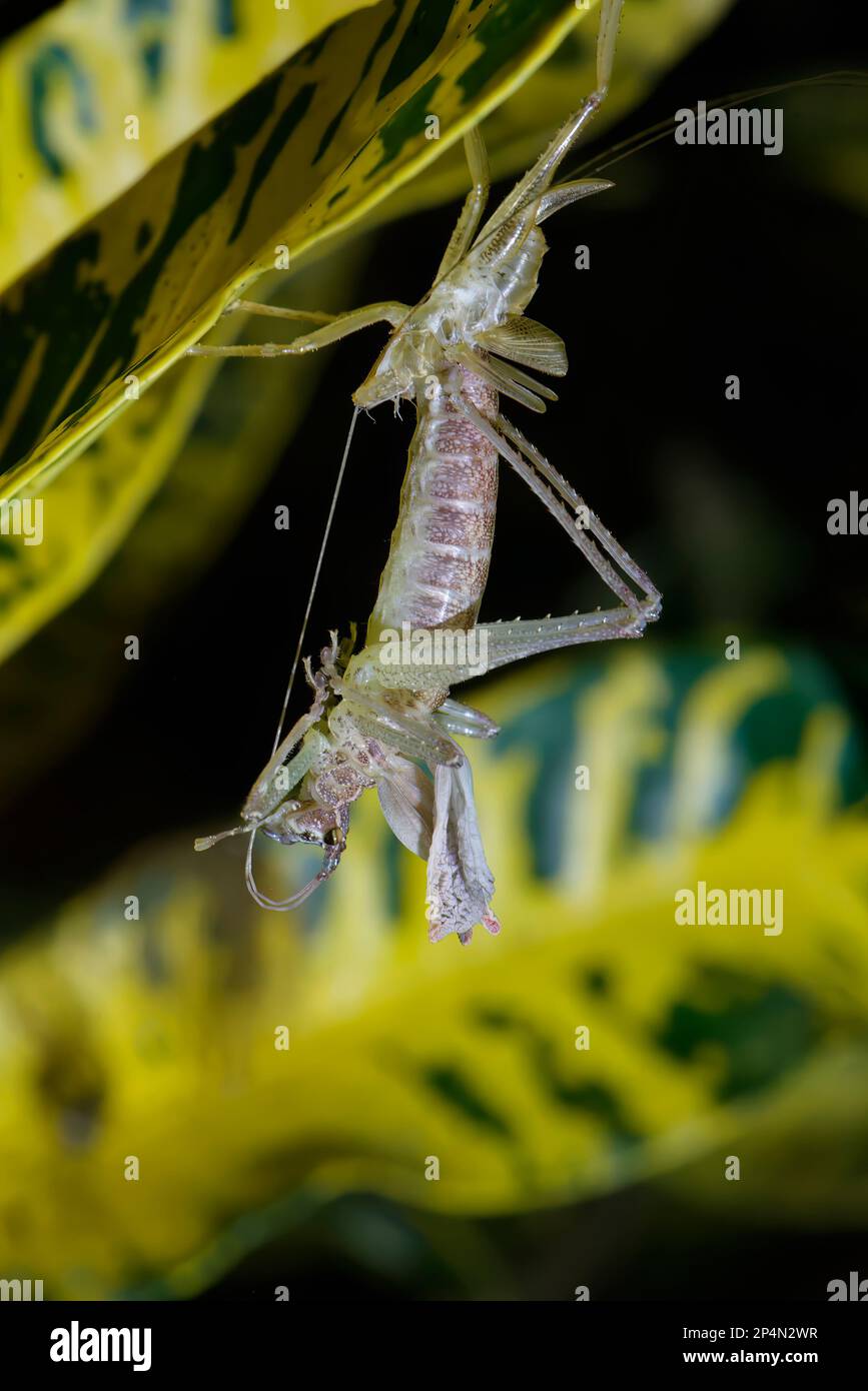 Molting grasshopper hanging on a leaf, Manu National Park, Peruvian Amazon, Peru Stock Photo