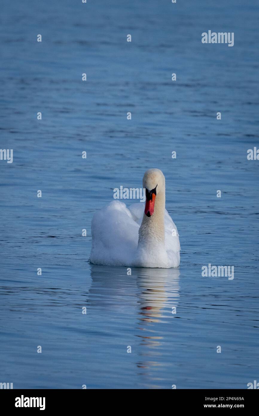 Mute swans, Latin name Cygnus olor, is an introduced species in North America. I photographed