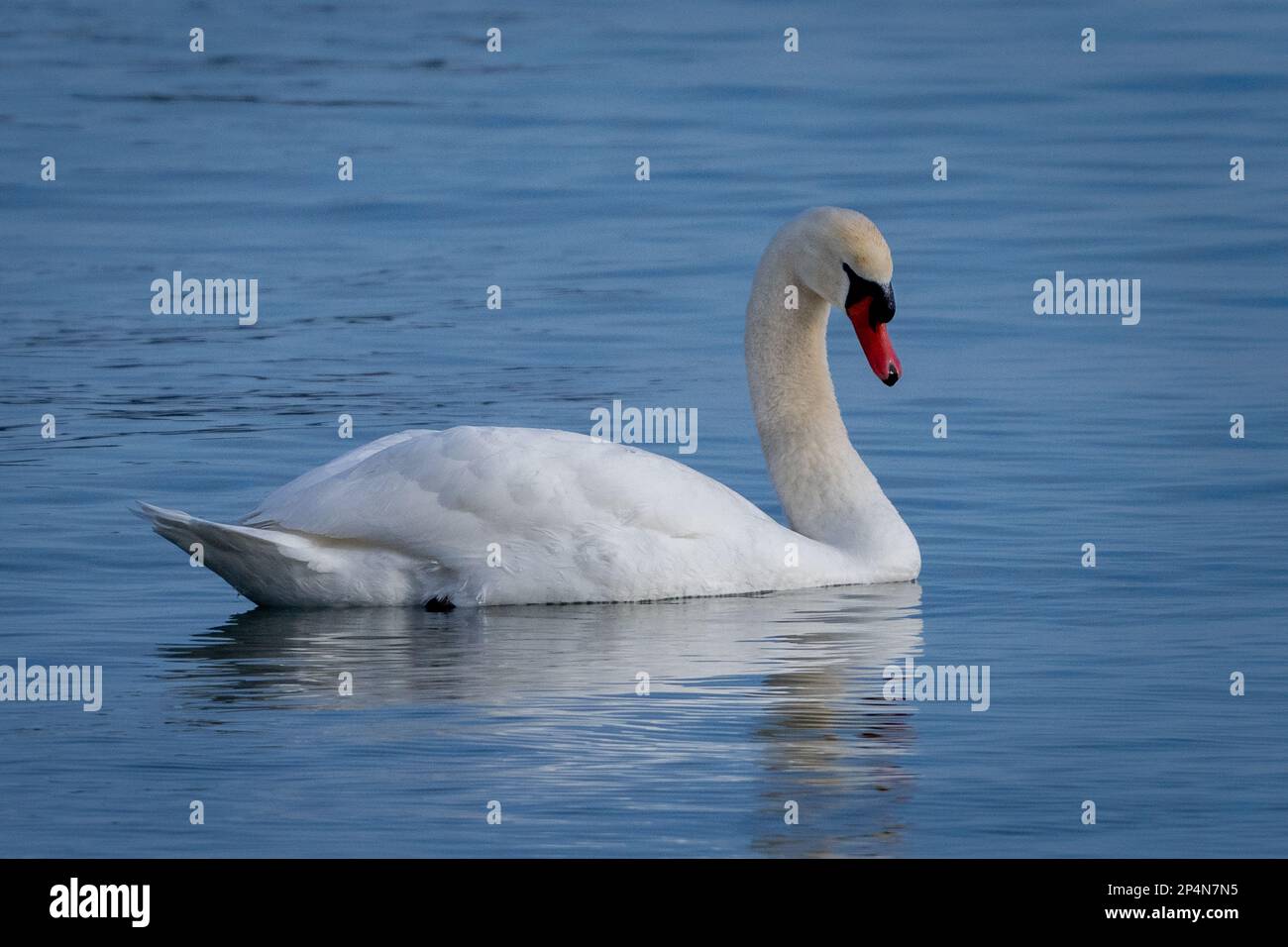 Mute swans, Latin name Cygnus olor, is an introduced species in North
