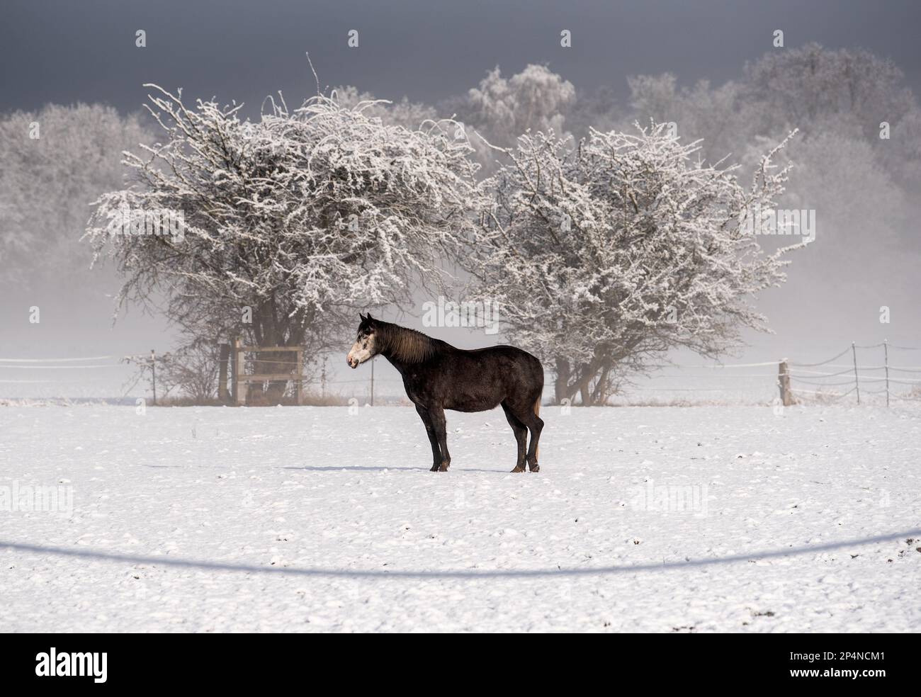 Hamburg, Germany. 06th Mar, 2023. A horse stands in the snow on a pasture in the nature reserve Boberger Niederung in the district of Billwerder. In the coming days, an air mass boundary over Germany will ensure partly heavy precipitation. In the north, there may be snow down to low altitudes Credit: Daniel Bockwoldt/dpa/Alamy Live News Stock Photo