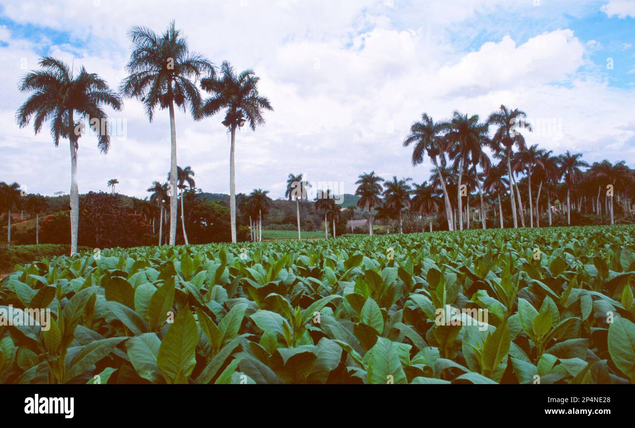 Photo Landscape Tobacco Plants That Have Stock Photo 2365795199 Australia