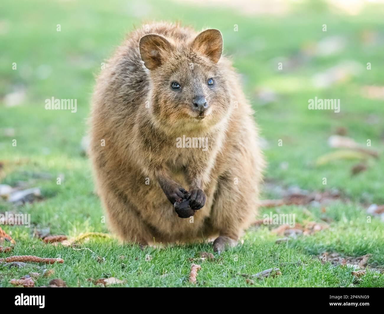 Quokka, Rottnest Island, Western Australia Stock Photo