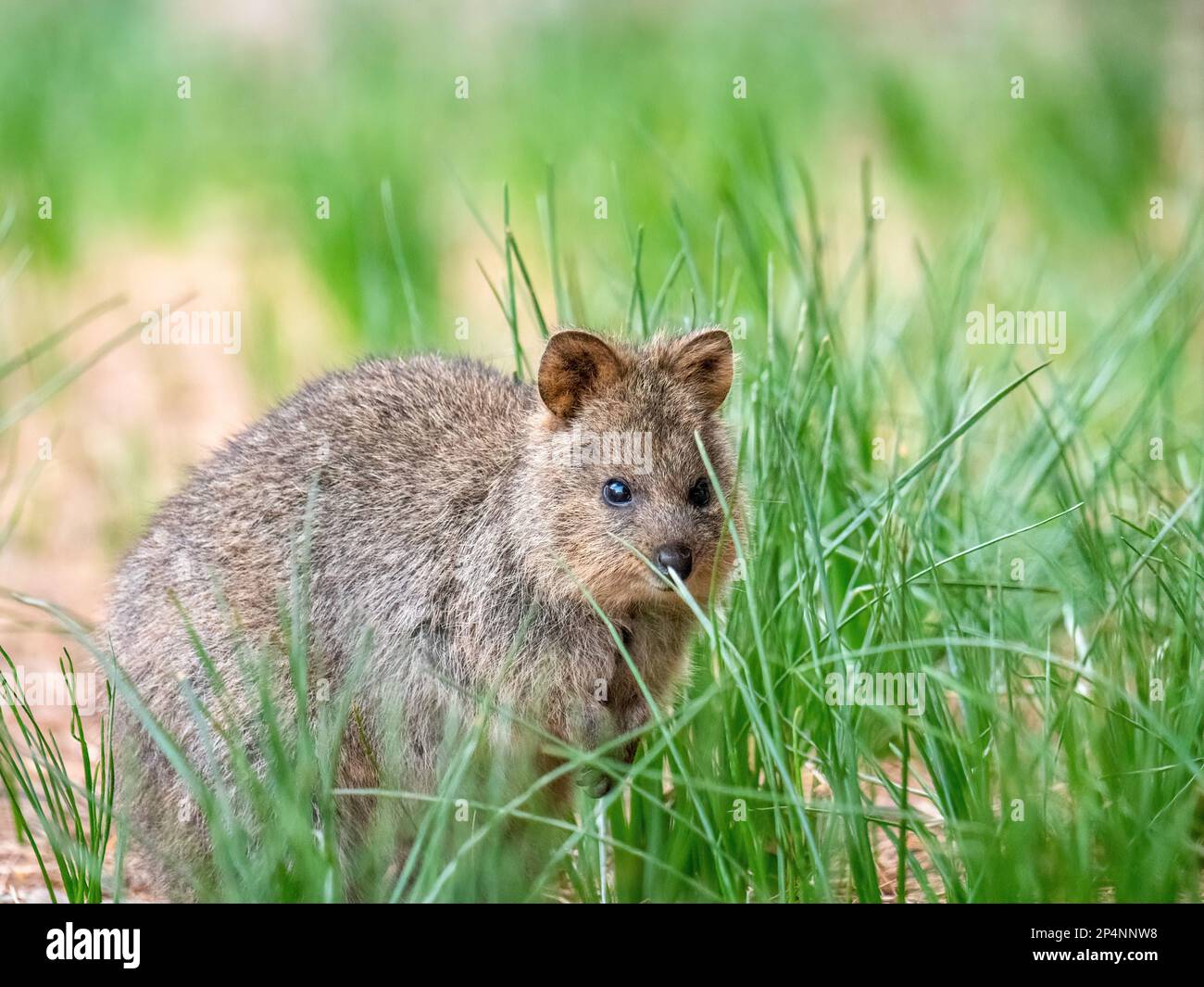 Cute Quokka, Rottnest Island, Western Australia Stock Photo