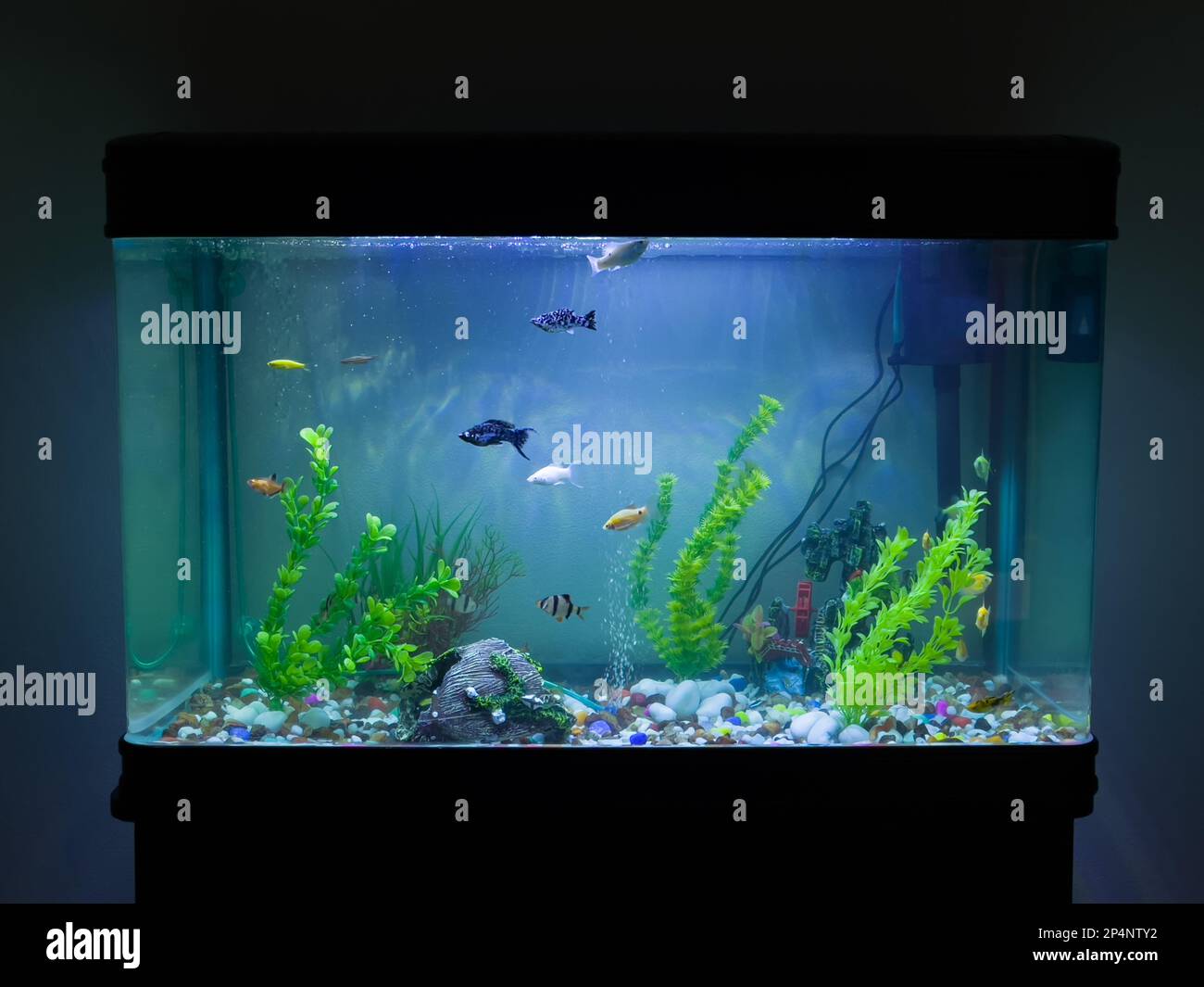 pet fish swimming about in a well lit aquarium with artificial plants