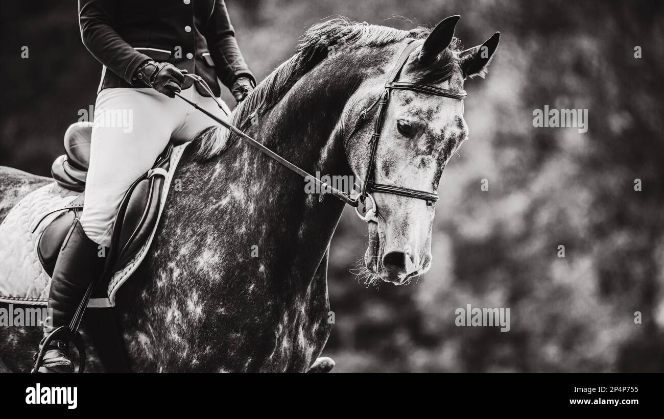 A black and white image of a beautiful spotted horse with a rider in the saddle. Equestrian sports and horse riding. Equestrian life. Stock Photo