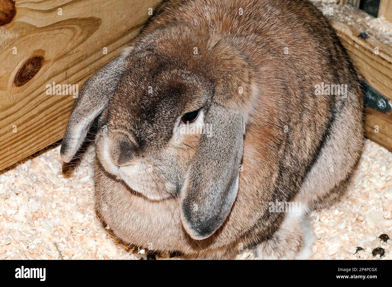 Mini lop-ear rabbit facing left Stock Photo