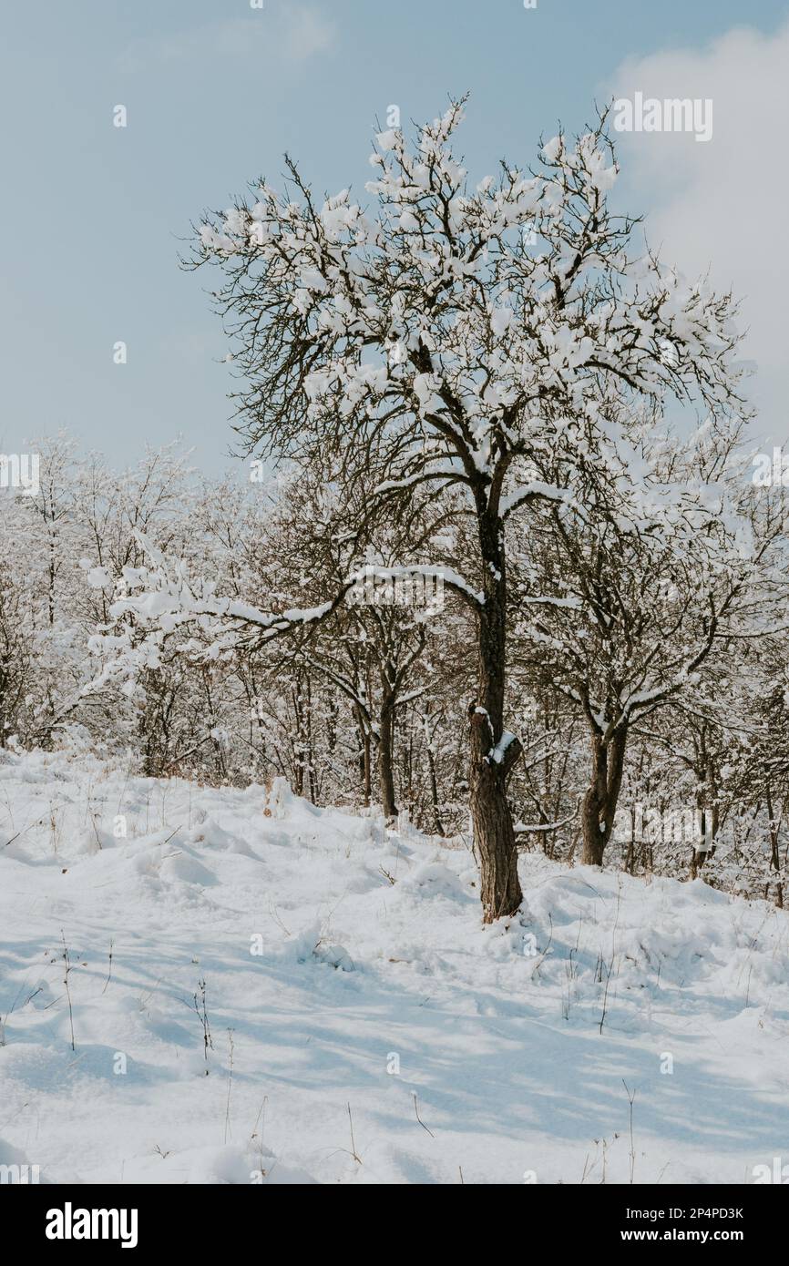 Winter landscape in a rural village Stock Photo
