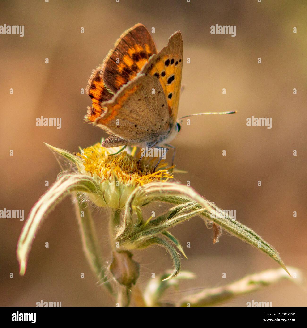 Lycaena phlaeas, Small Copper Butterfly Stock Photo
