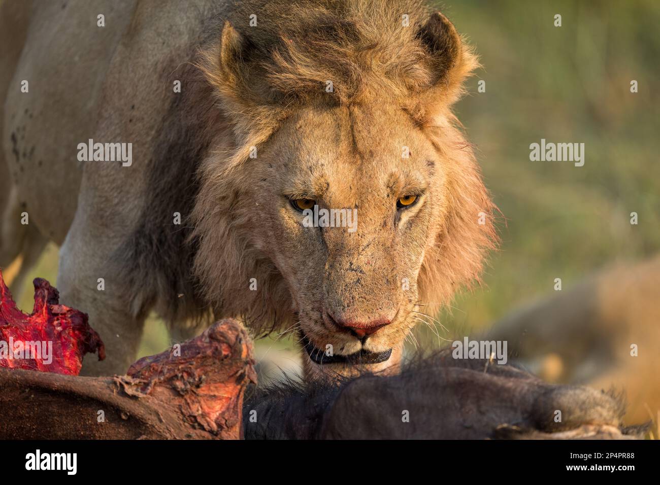 Male Lion looking on buffalo carcass before feeding in botswana moremi Stock Photo
