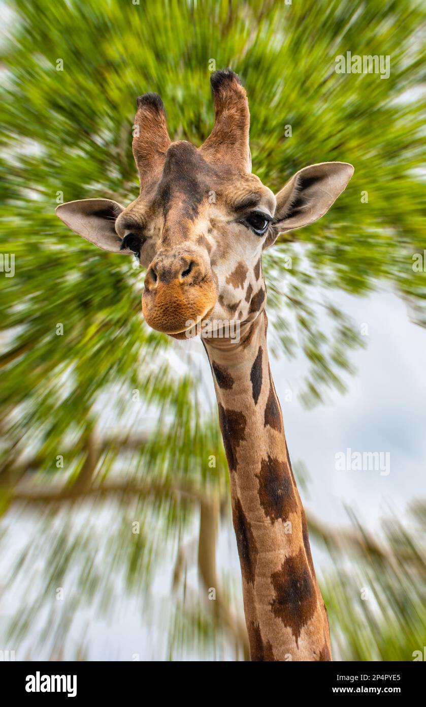 Giraffe head against blurred motion nature background. Stock Photo