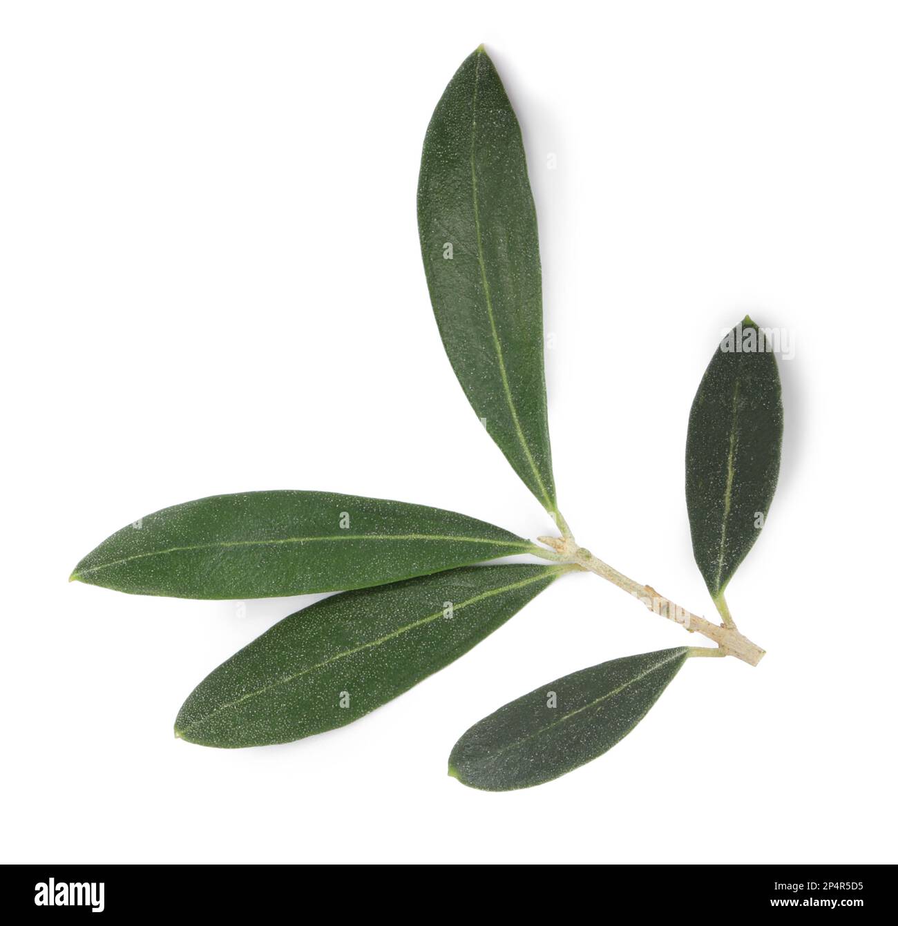 Olive tree branch with green leaves on white background Stock Photo - Alamy