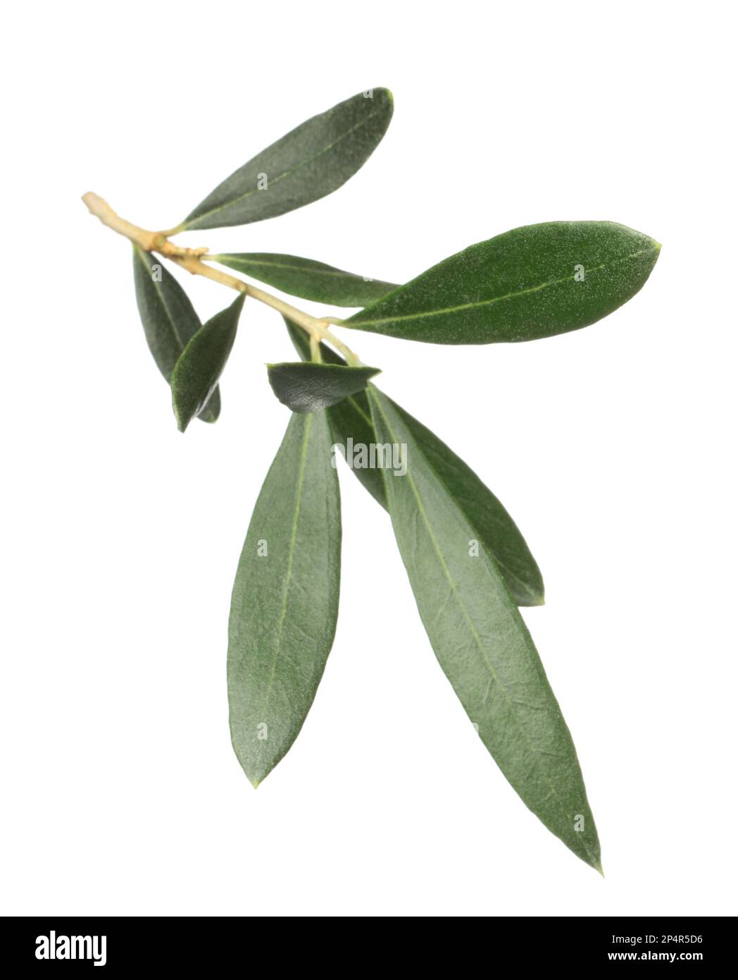 Olive tree branch with green leaves on white background Stock Photo - Alamy